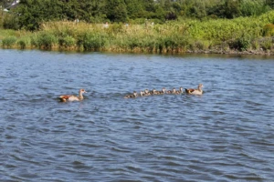 Eine Entenfamilie auf dem Aartalsee bei Bischoffen