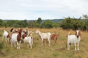 Lebensraum Magerrasen (Foto: © Helmut Weller CC BY-SA 4)
