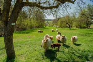 Lebensraum Streuobstwiese (Foto: © Siegbert Werner)