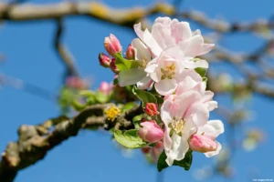 Lebensraum Streuobstwiese (Foto: © Siegbert Werner)