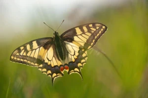 Lebensraum Streuobstwiese (Foto: © Helmut Weller CC BY-SA 4)