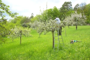 Lebensraum Streuobstwiese (Foto: © Helmut Weller CC BY-SA 4) Lebensraum Streuobstwiese (Foto: © Helmut Weller CC BY-SA 4)