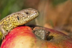 Lebensraum Streuobstwiese (Foto: © Helmut Weller CC BY-SA 4)
