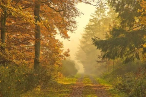 Lebensraum der Wildkatze im Naturpark Lahn-Dill-Bergland (Foto: © Helmut Weller CC BY-SA 4)