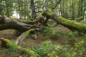 Lebensraum der Wildkatze im Naturpark Lahn-Dill-Bergland (Foto: © Helmut Weller CC BY-SA 4)