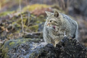 Wildkatzen im Naturpark Lahn-Dill-Bergland (Foto: Helmut Weller)