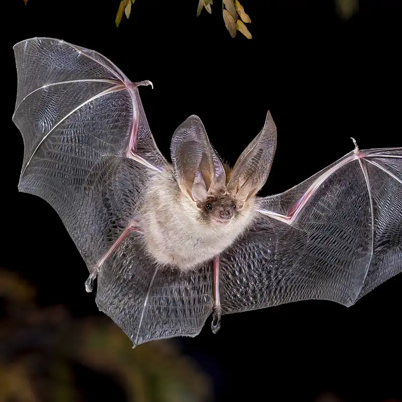 Fledermäuse im Naturpark Lahn-Dill-Bergland Fledermäuse im Naturpark Lahn-Dill-Bergland