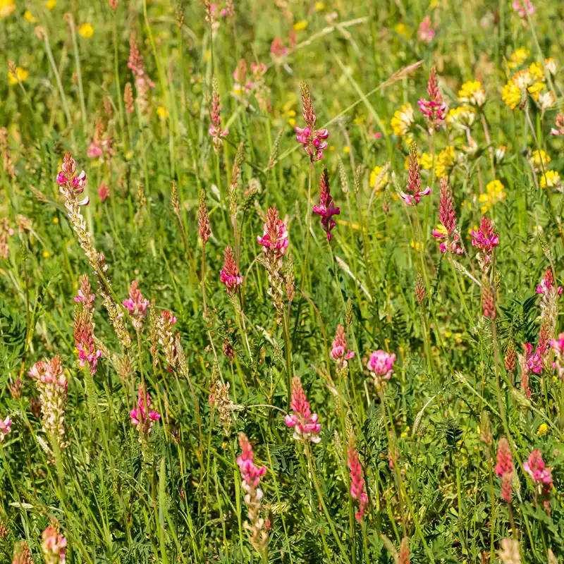 Magerrasen im Naturpark Lahn-Dill-Bergland Magerrasen im Naturpark Lahn-Dill-Bergland