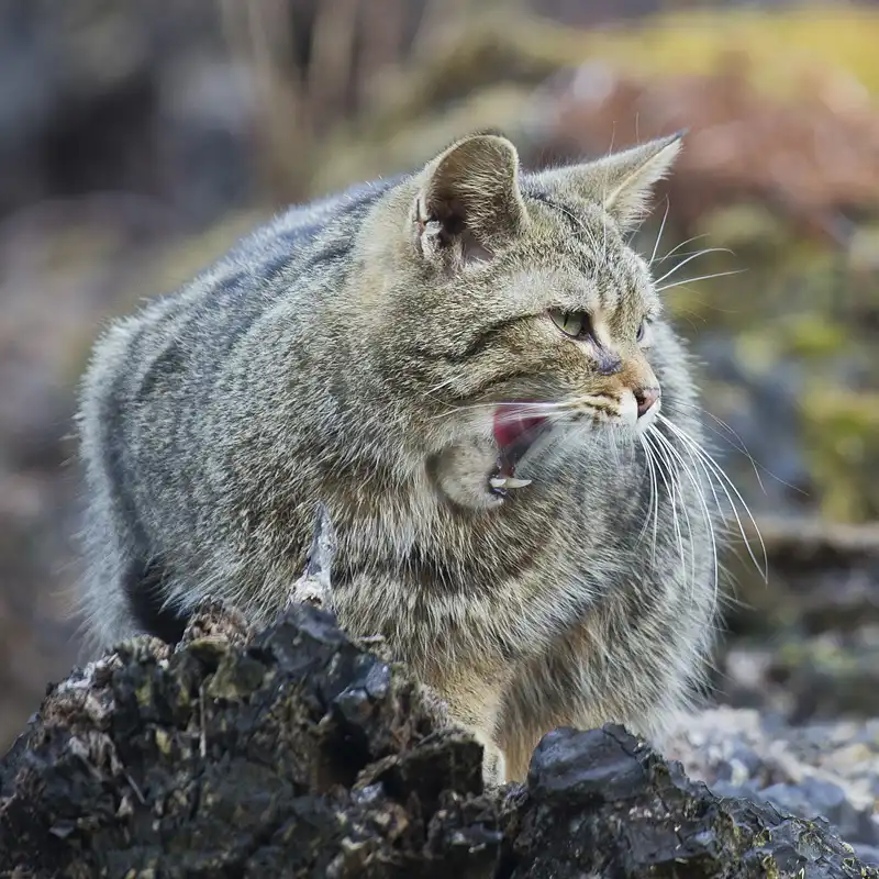 Wildkatzen im Naturpark Lahn-Dill-Bergland (Foto: Helmut Weller) Wildkatzen im Naturpark Lahn-Dill-Bergland (Foto: Helmut Weller)