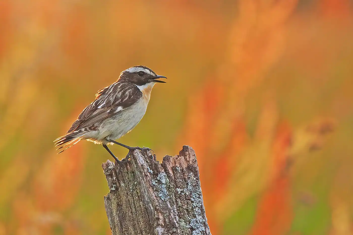 Braunkehlchen (Foto: © Helmut Weller CC BY-SA 4) Braunkehlchen (Foto: © Helmut Weller CC BY-SA 4)
