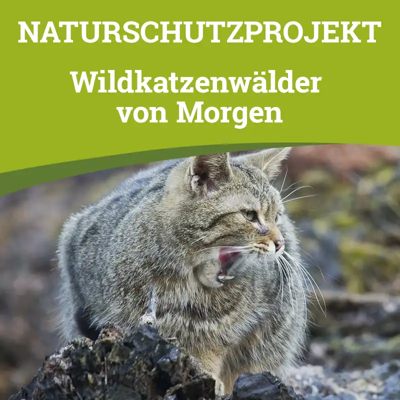 Naturschutzprojekt "Wildkatzenwälder von Morgen" © Helmut Weller